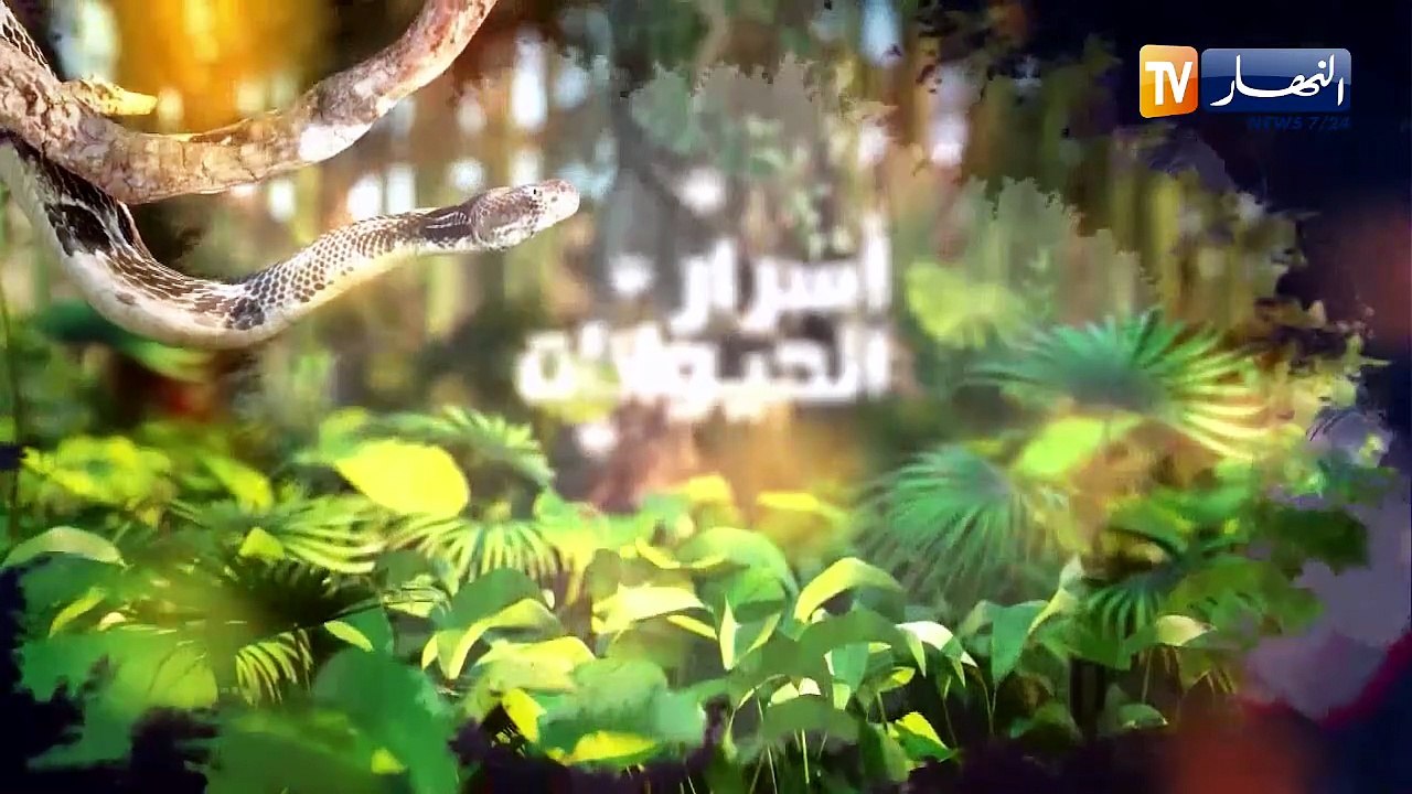 أسرار الحيوانات /زسمكة الأوبي الإفريقي