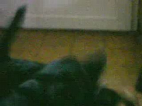 chiens qui se battent-Humour