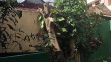 Cutting a Small Tree with a Machete | Traditional Manual Tree Cutting | Village Life