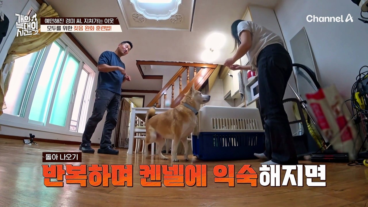 "정말 사랑스러워요" 순하고 착한 다섯 마리의 새로운 가족을 찾습니다