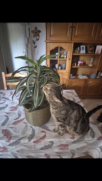 Mon chat d amour