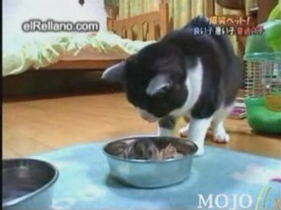 Le chat et la souris