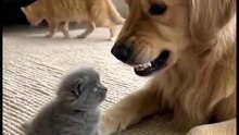 🤣🤣🤣funny German Shepherd dog #dogs#viralreels#dogs#germansherphed#
