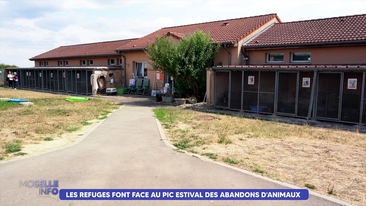 Les refuges font face au pic estival des abandons d’animaux
