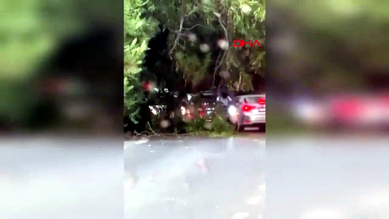 İstanbul'da fırtına ağaçları devirdi