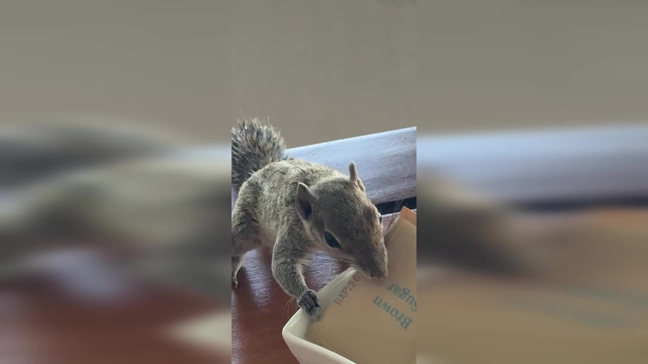 Sneaky Squirrel Steals Sugar Packet From Breakfast Table