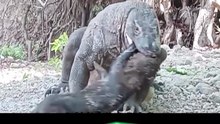 Dragão Atacando Porco