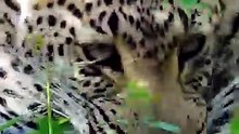 Felinos