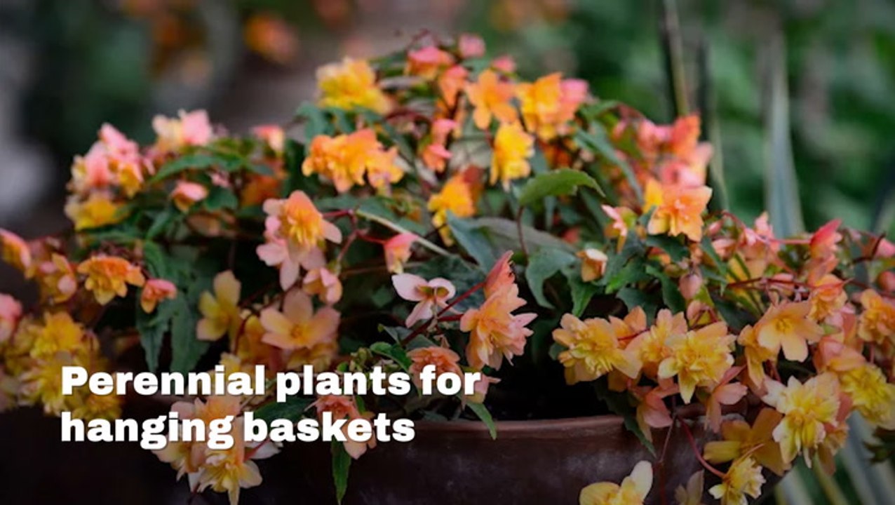 Ideal Plants For Hanging Baskets