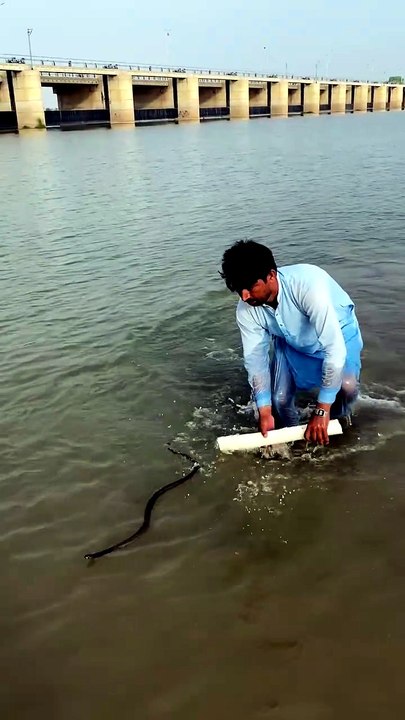 Drya satluj me nag a gya