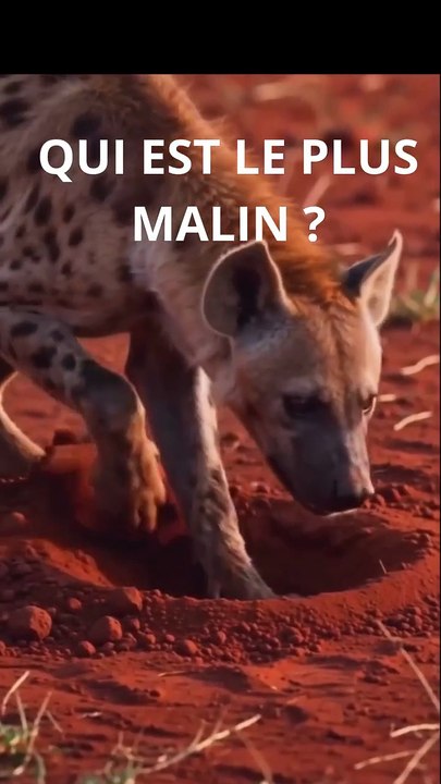 CONTE AFRICAIN : QUI EST LE PLUS MALIN ?