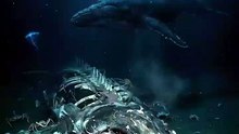 One Whale, Decades of Life | The Whale Fall | Deep Wildlife