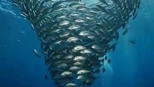 Inside a Living Ocean Storm | The Great Baitball | Deep Wildlife