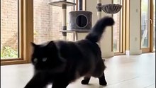 Electric RC Climbing Wall Lizard – Cats Go Crazy for This Wall-Climbing Toy!