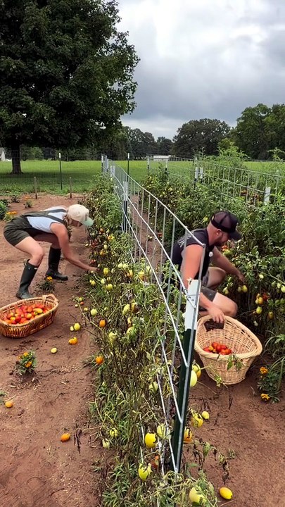 Who do you think won the race 😂🍅 #garden #gardening #homestead #couples
