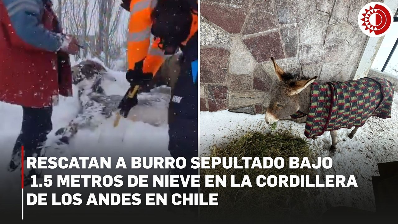 Rescate animal: operativo libera a burro sepultado por 1.5 metros de nieve en Chile