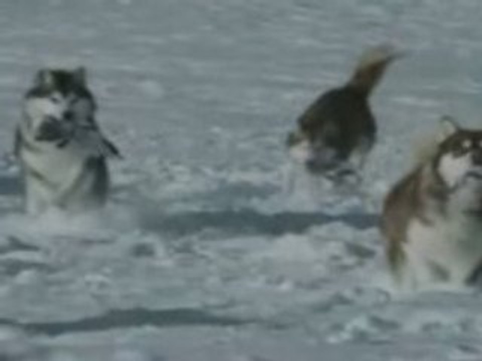 Antartica, abandonnés, survivre