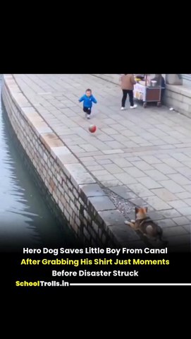Dog Saves A Life 😇🤗💝
