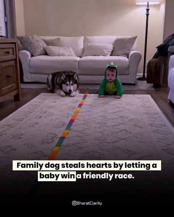 Dog Steals Hearts 🤗