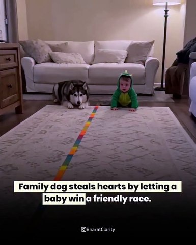 Dog Steal Hearts 🤗
