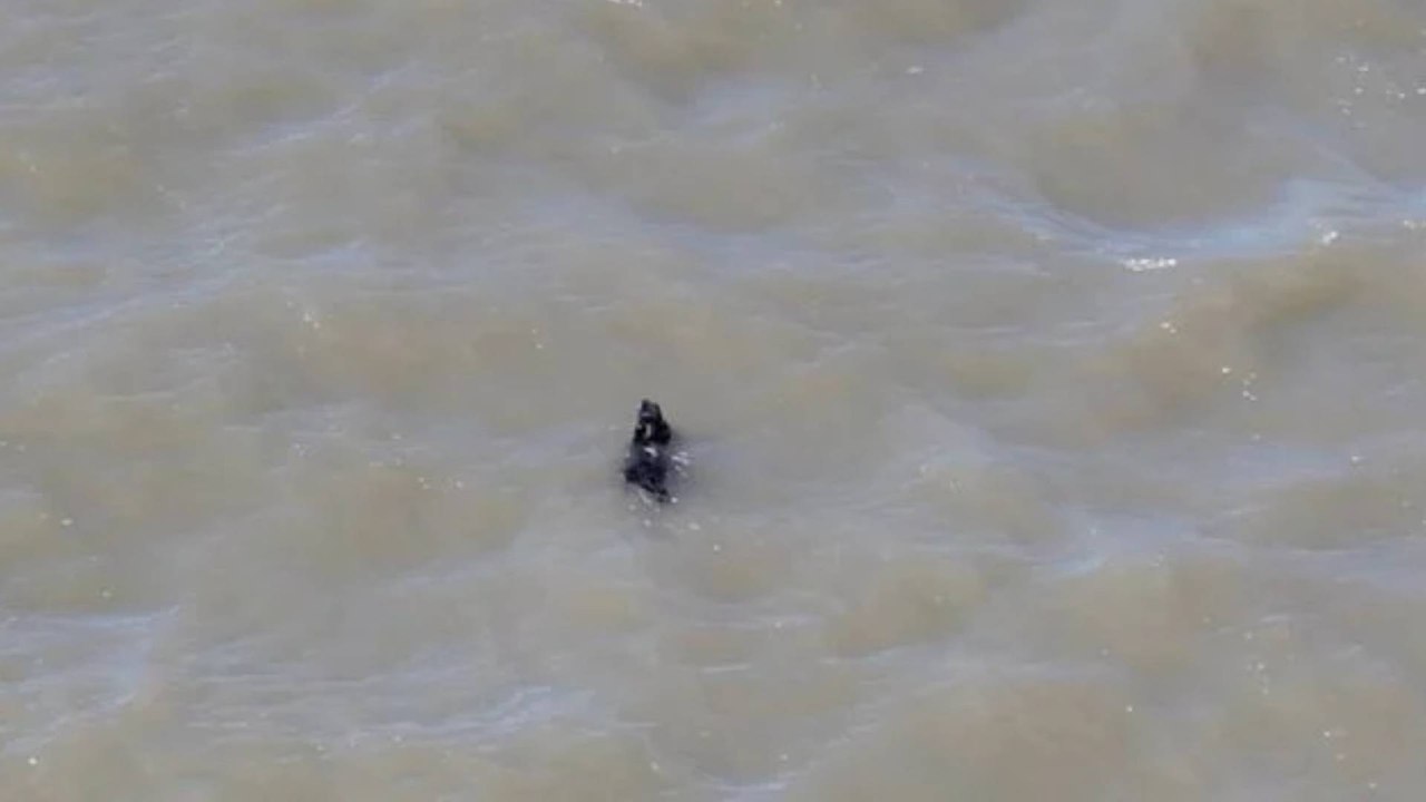 Video | Perrito perdido hace dos semanas apareció nadando a la deriva en San Francisco: fue rescatado