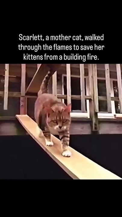 Scarlett, A Mother Cat 🙂
