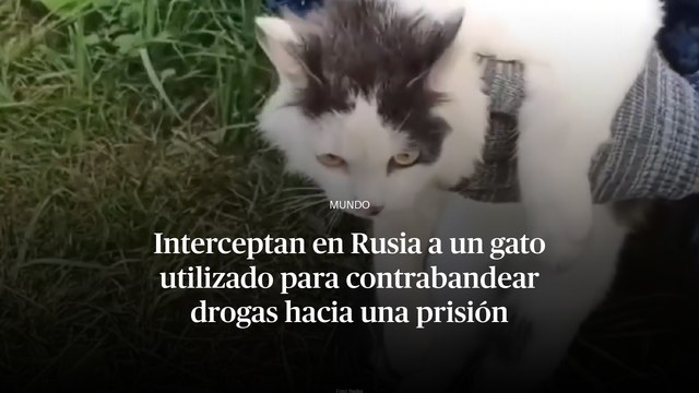 Interceptan en Rusia a un gato utilizado para contrabandear drogas hacia una prisión de Nizhni Nóvgorod