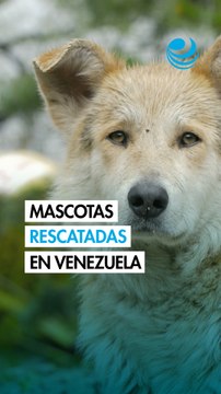Mascotas rescatadas entre escombros en Venezuela esperan por sus dueños