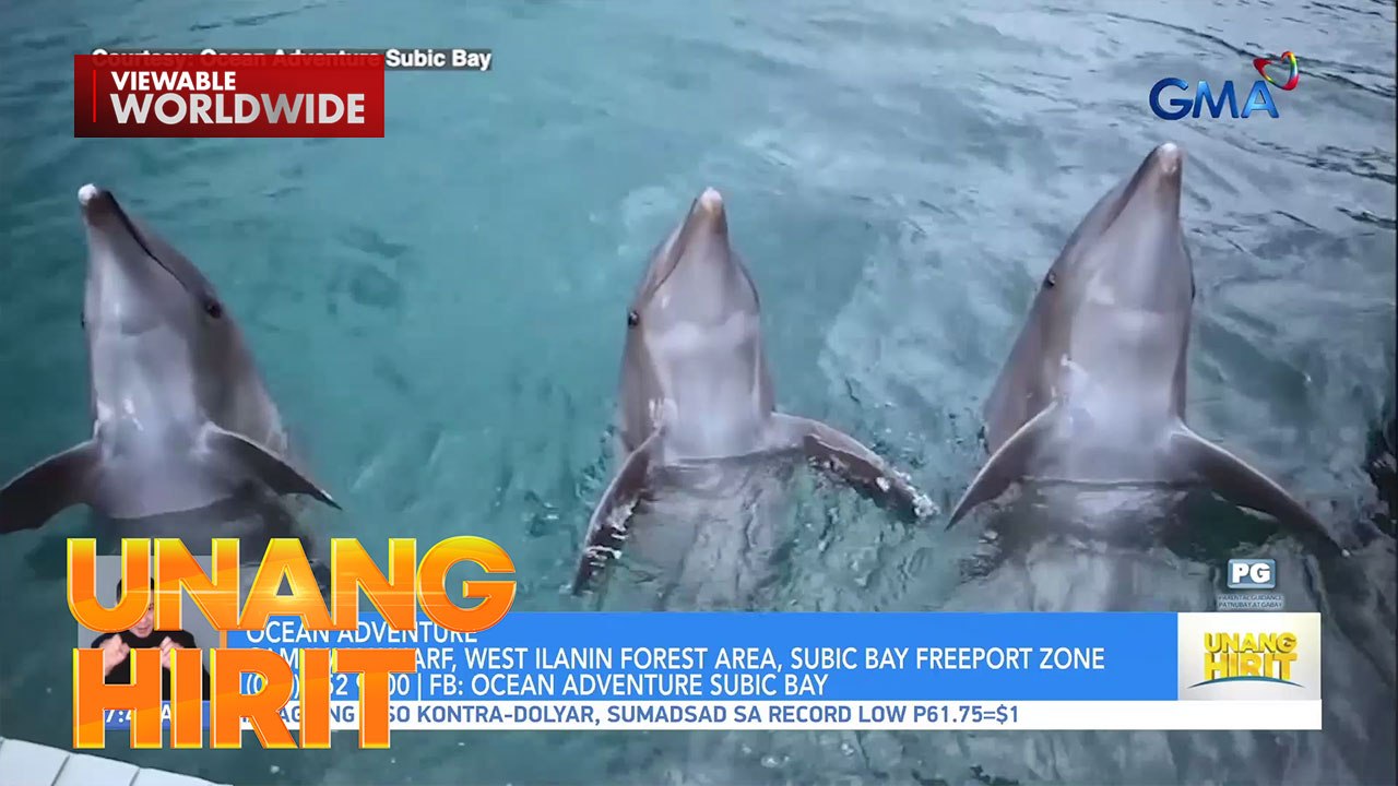 World Whale and Dolphin Day - Bonding with dolphins sa Subic | Unang Hirit