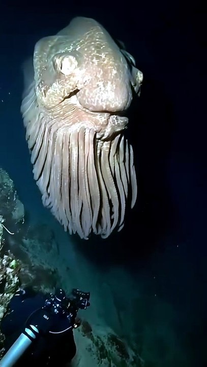 Pin on Deep Sea 🌊