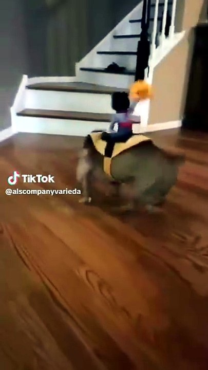 SEGURA PEÃO! Colocaram um boneco de cowboy no cachorro e o resultado é HILÁRIO! 😂🐶