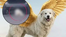 Muere Rocky: veterinario confirma el fallecimiento del querido perrito