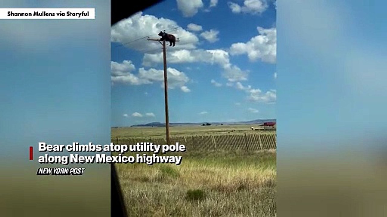 Bear climbs atop utility pole along New Mexico highway