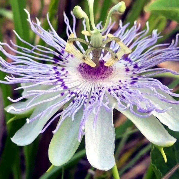 Passion Fruit 200 Seeds Organic, Heirloom, Non GMO