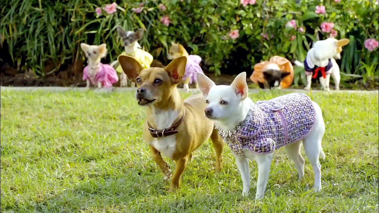 Le chihuahua de Beverly Hills 2