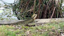 Australian water dragon under the rain
