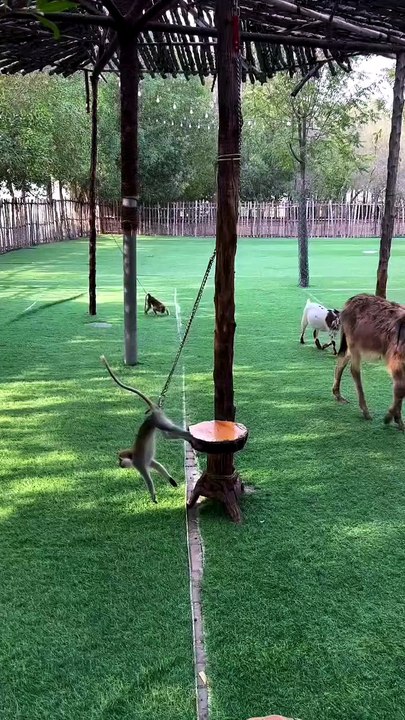 Monkey: Who said this rope is for tying? It's for spinning 😭