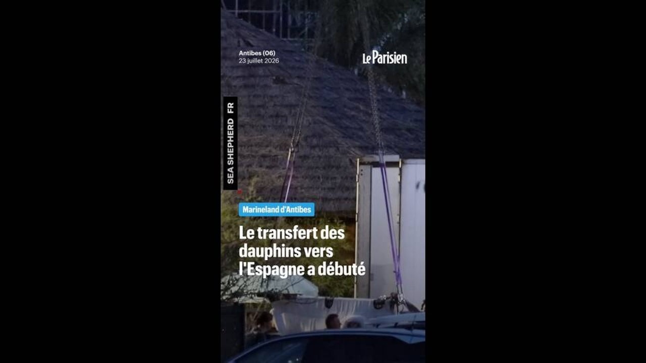 Le transfert des dauphins de Marineland vers l'Espagne a débuté