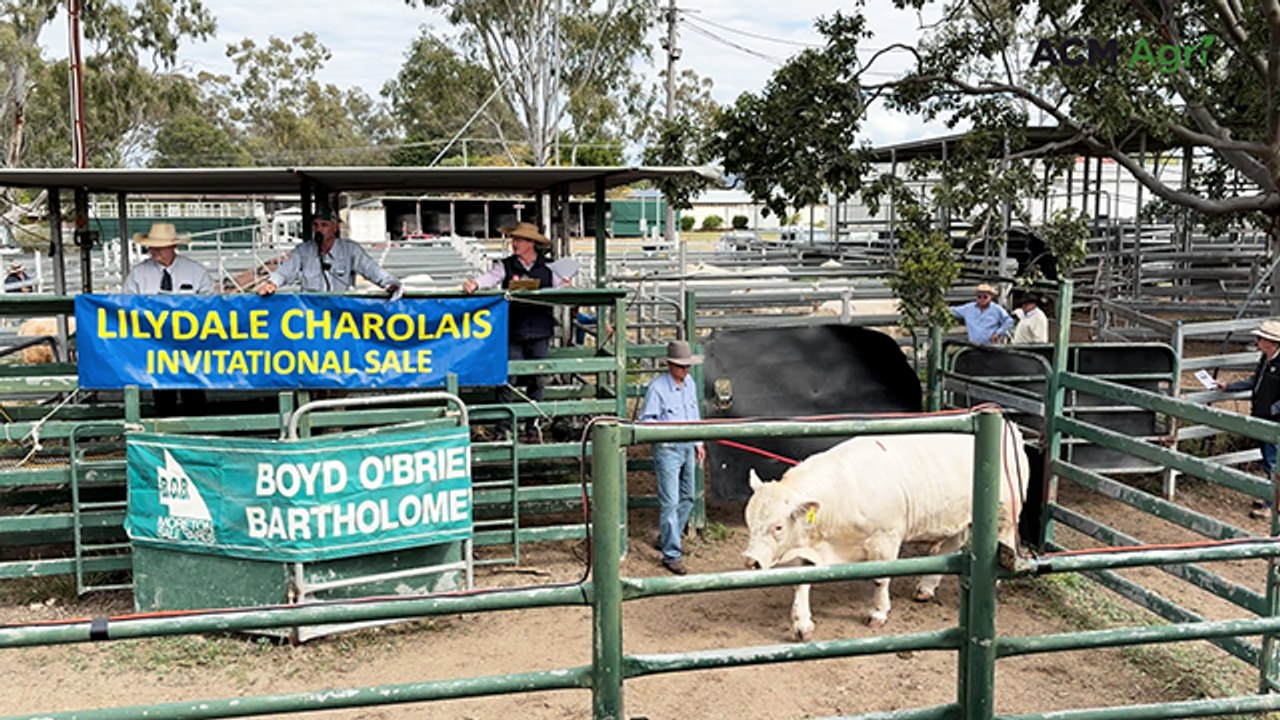 2026 Lilydale Charolais sale