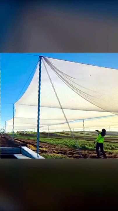Farmer knocks the morning condensation off a hail net to water his crops 💧🌱