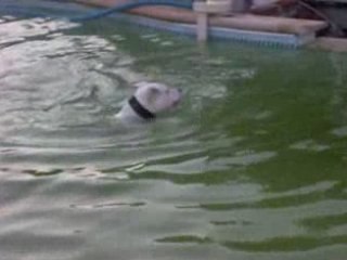 Gamme qui nage piscine