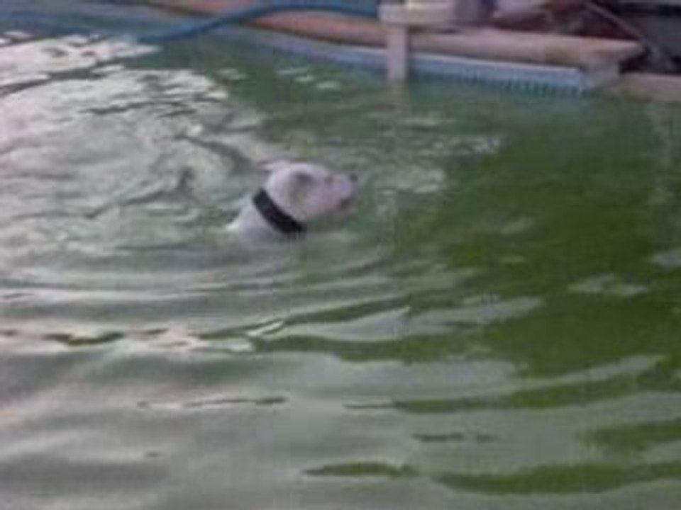 Gamme qui nage piscine