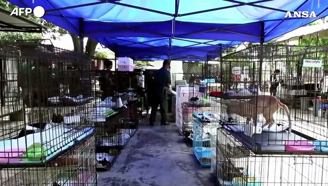 Venezuela, rifugio in riunisce animali domestici e proprietari separati dai terremoti