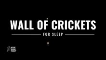 Cricket Sounds for Sleep · Overnight Lake Meadow Recording