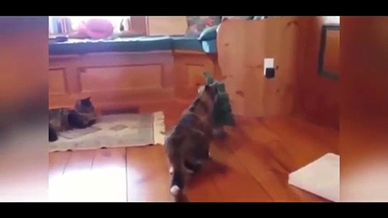 Funny Animals [Full Movie]