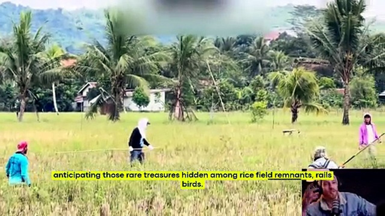 How Philippine Villagers Hunt Rails Birds the Traditional Way — Bamboo Poles vs. Rice Field Birds