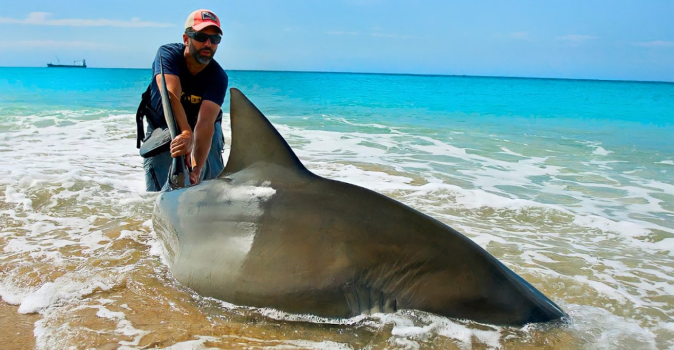 Ten Shark Species Off the Texas Coast