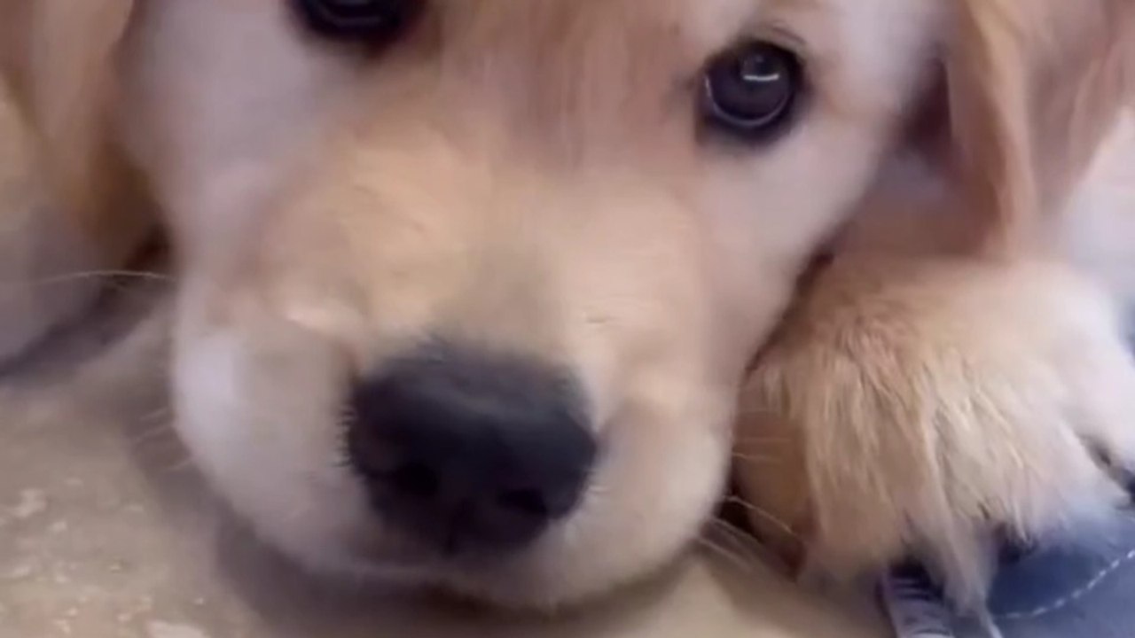 🐾🐾🐾Funny German Shepherd dog #dogs#🐾🐾reel#...