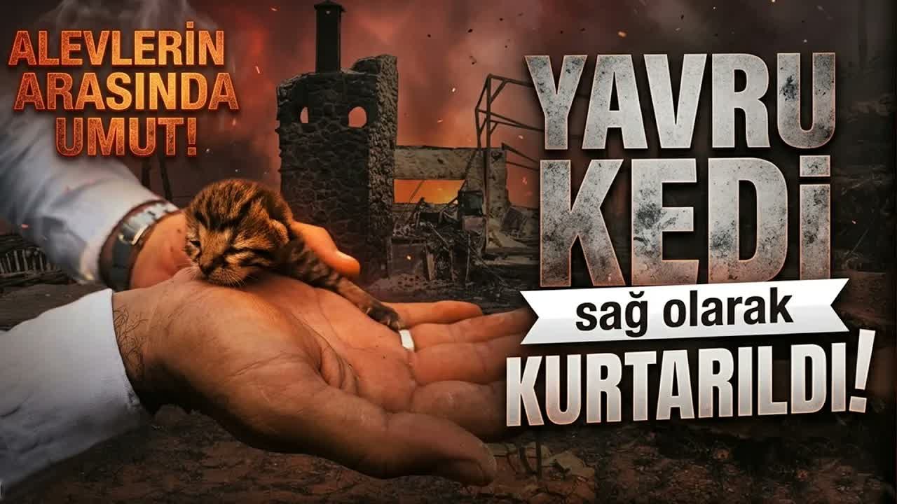 Muğla'da Alevlerden Kurtulan Kediye İHA Ekibi Kucak Açtı