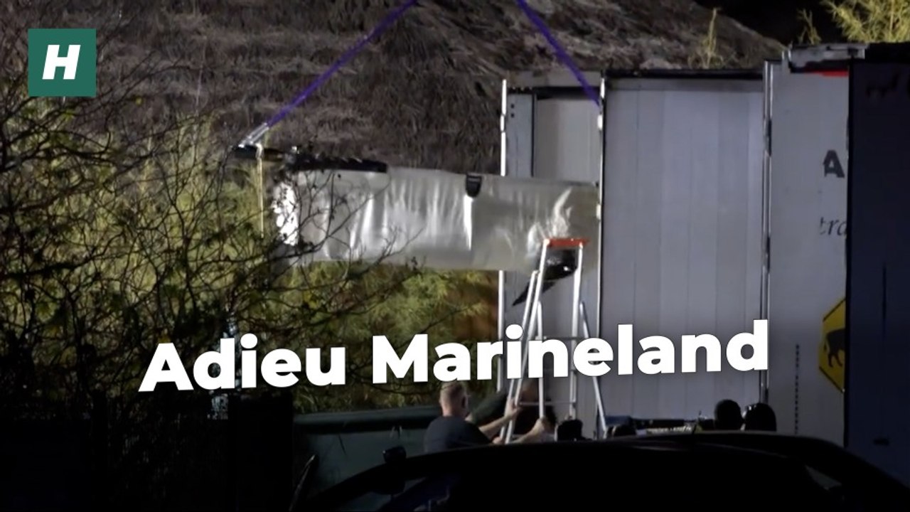 Plusieurs dauphins ont quitté Marineland malgré l'opposition des associations